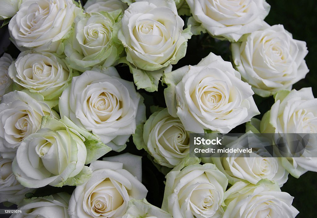 Rose - Foto stock royalty-free di Amore
