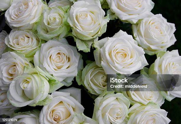Rose - Fotografie stock e altre immagini di Amore - Amore, Bellezza, Bianco