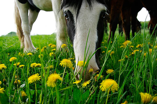 Close up of elderly chestnut horse eating/drinking from feed bucket in grassy paddock.