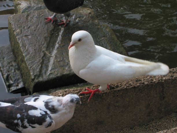 istock white dove on a wet stone 1251211326