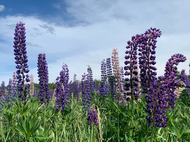istock Wild Lupine in bloom. 1251212626