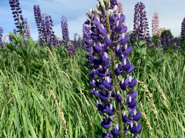 istock Wild Lupine in bloom. 1251212656