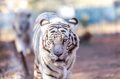 White Bengal Tiger in a close up view portrait looking into the camera