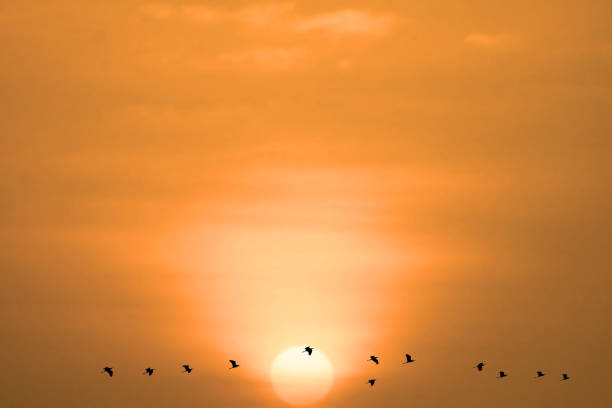 istock sunset on evening light orange cloud on the sky and birds flying 1251217453