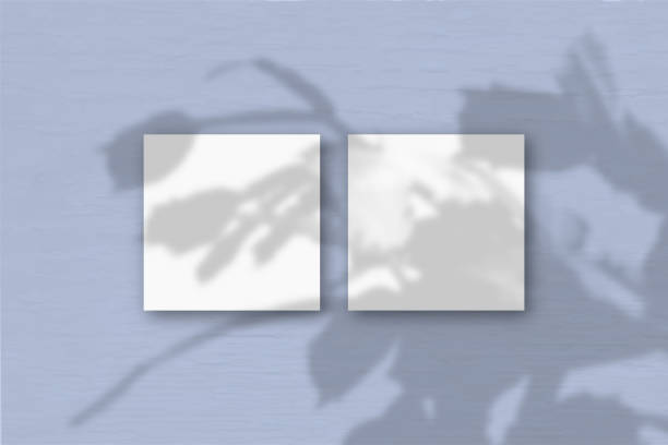 istock 2 square sheets of white textured paper on the blue wall background. Mockup overlay with the plant shadows. Natural light casts shadows from an exotic plant.. Flat lay, top view 1251217467