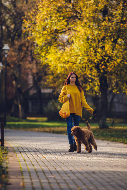 istock Young pet owner walking a red standard poodle 1251218983