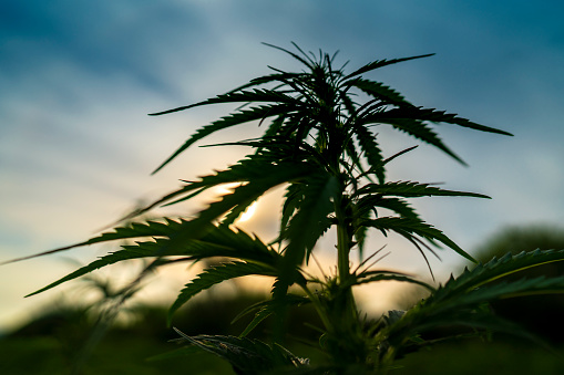 close up image of cannabis plant foliage