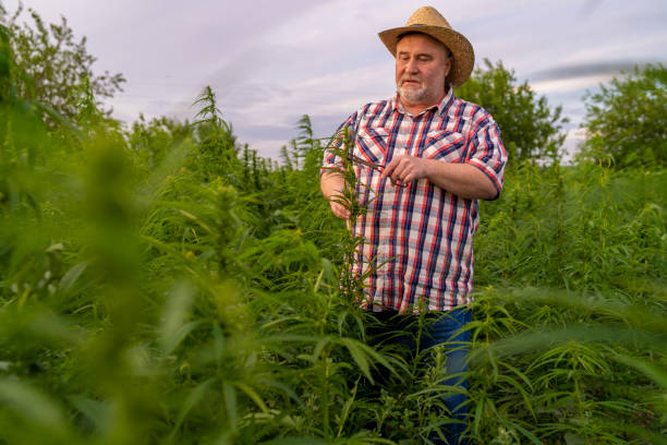 istock Man harvesting medical marijuana 1251219737