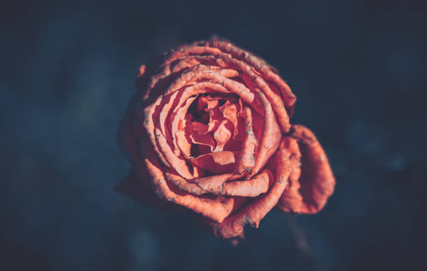 istock Beautiful Rose on Vintage style; nature background 1251219749