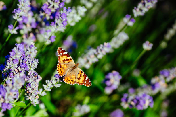 istock Butterfly in a lavender field 1251219773