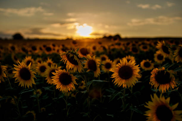 istock Sunflower field at sunset 1251219775