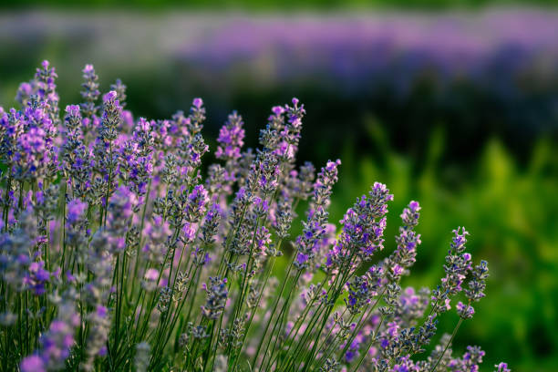 istock Close-up of a lavender in summer. 1251219796