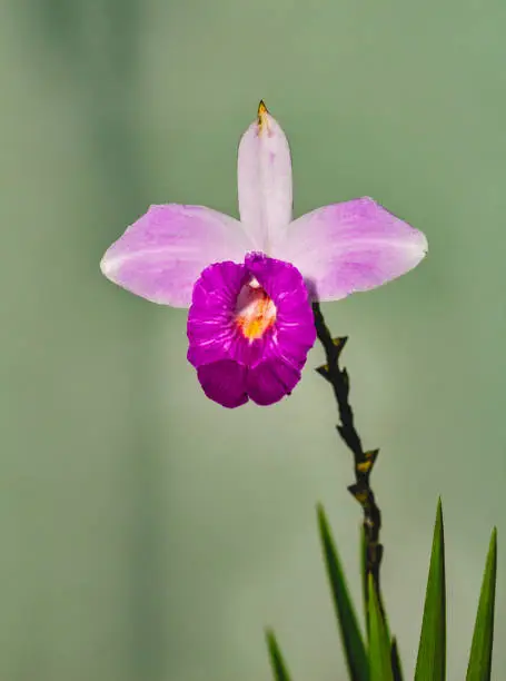 Purple or violet orchid isolated in vertical photograph.
