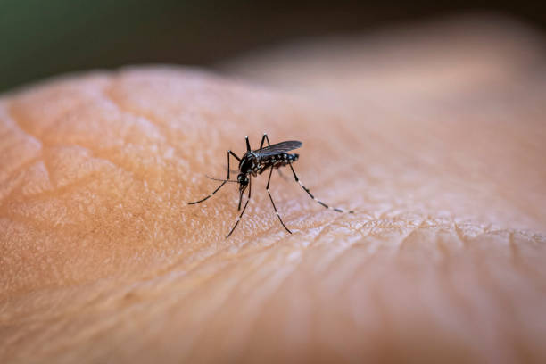 aedes aegypti moustique mordant la peau humaine. - vecteur de maladies photos et images de collection