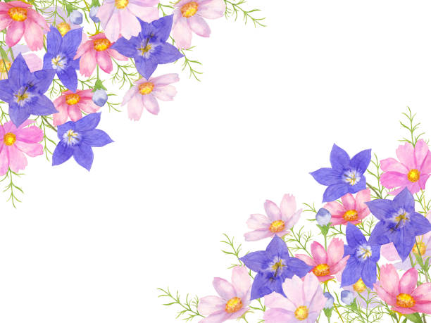 ilustrações de stock, clip art, desenhos animados e ícones de chinese bellflowers and cosmos flowers - cosmos flower cut flowers daisy family blue