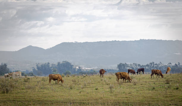 istock Oxen and cows grazing. Rural landscape 1251225565