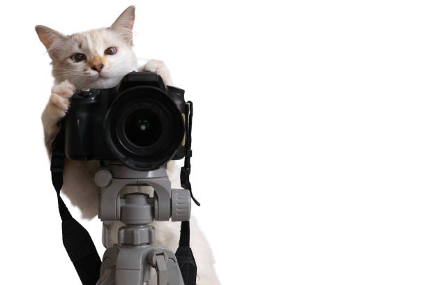 istock Cat photographer with camera on tripod isolated on white background with clipping path 1251227849