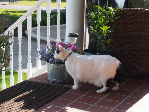 istock Cat Outdoors next to a Tin Flower Bucket 1251228542