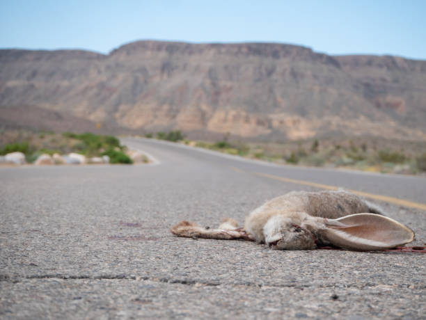 strada uccisa coniglio dalla coda nera (lepus californicus) - nevada usa desert arid climate foto e immagini stock