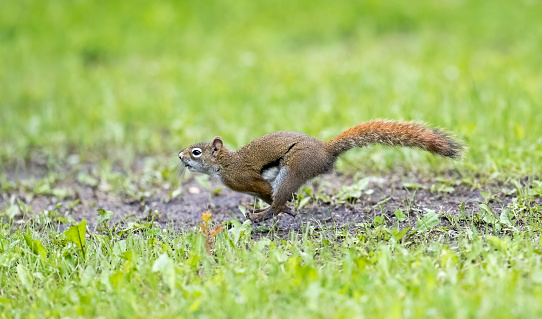 A red squirrel running on the grass. Taken in Alberta, Canada