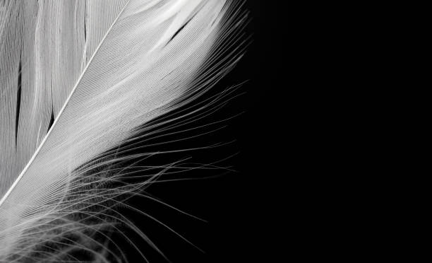 istock Closeup a white feather on black background with copy space. 1251229606