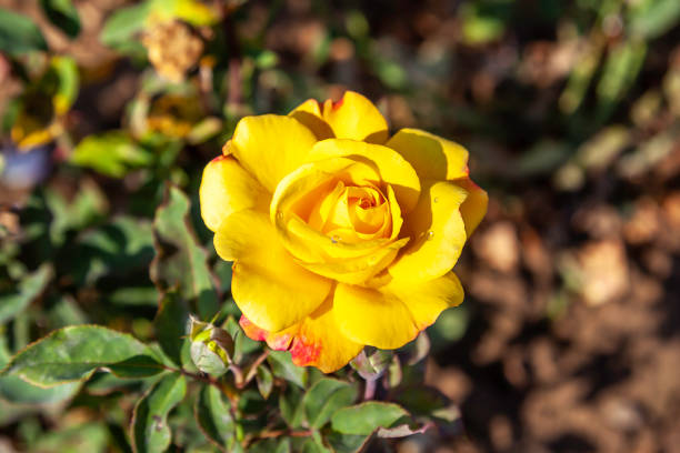 Blooming rose flowers, its color is yellow and white. Isolated a large flower with clipping path. Beautiful flowers in the park.