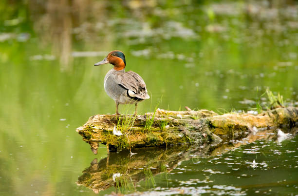 istock Green-winged Teal Stock Photo 1251230364