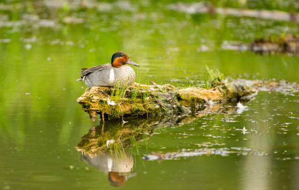Green-winged Teal Stock Photo
