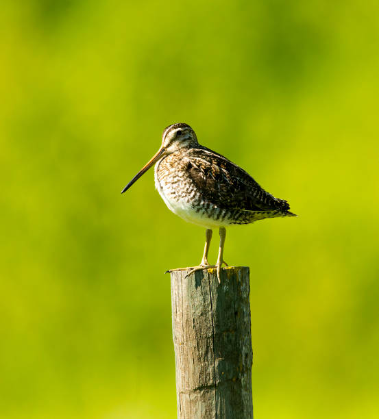 istock Wilson's Snipe Stock Photo 1251230498