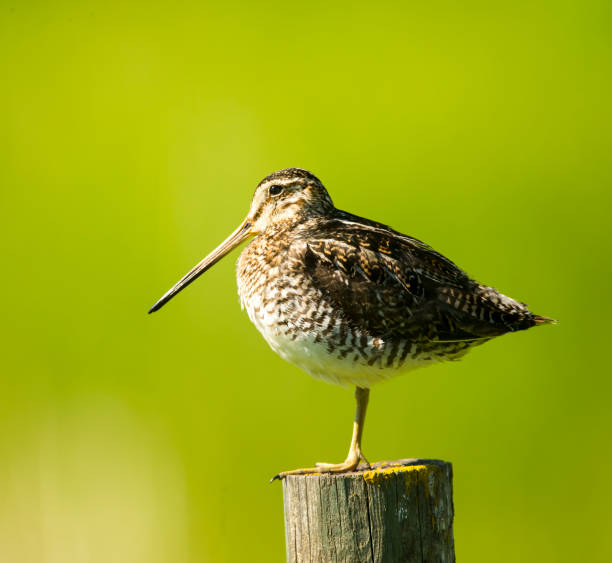 Wilson's Snipe Stock Photo A Wilson's snipe perched on a post. Taken in Alberta, Canada common snipe stock pictures, royalty-free photos & images