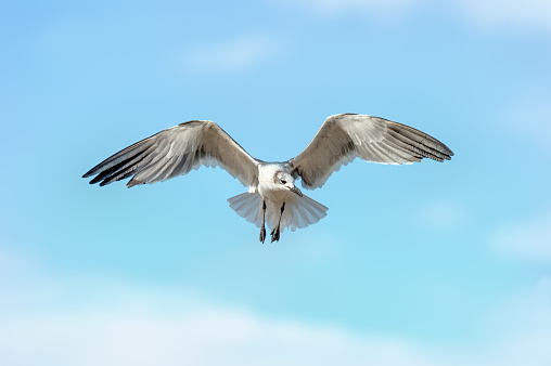 A large seagull flying in the coast of Spain.