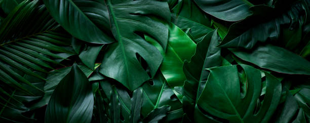 istock closeup tropical monstera and palm leaf background 1251231160