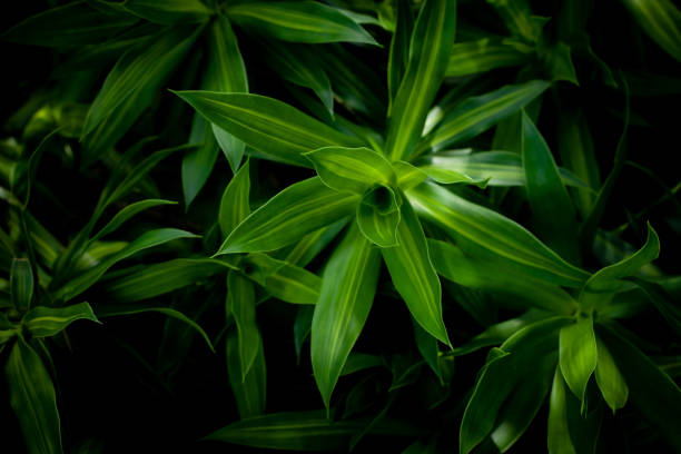 istock closeup nature view of green leaf background 1251231163
