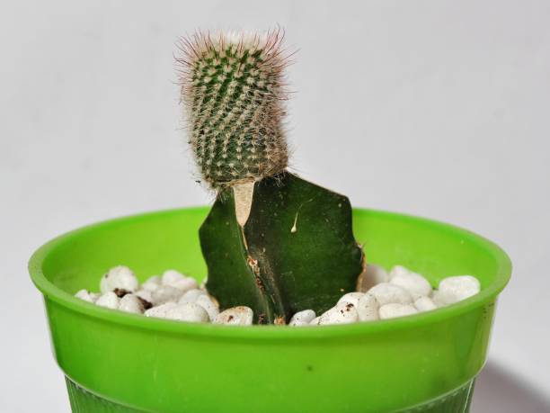 istock Cactus plant in the pot 1251231187