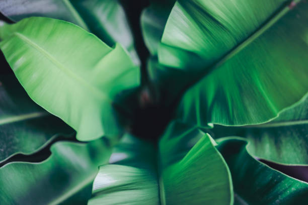 istock Selective focus closed up tropical summer green leaf background with sunlight. 1251234388