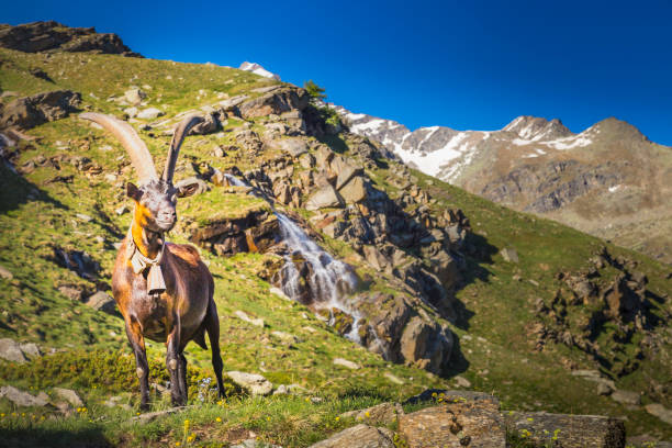 cabra alpina e cascata na paisagem dos alpes italianos – gran paradiso, itália - parque nacional de gran paradiso - fotografias e filmes do acervo