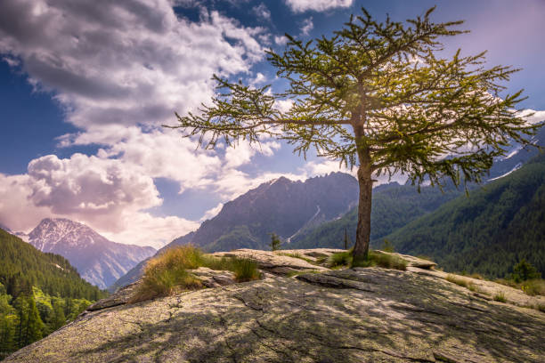Lonely tree in Gran Paradiso alpine landscape at springtime – northern Italy