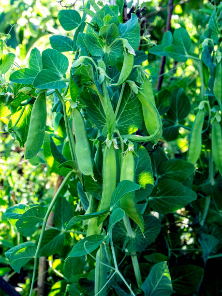 istock green peas ripen in the garden 1251235310