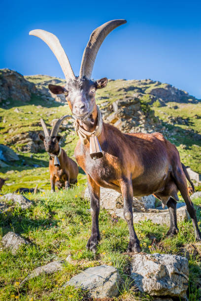 kozy alpejskie w dramatycznym krajobrazie włoskich alp – gran paradiso, włochy - gran paradiso rodak park zdjęcia i obrazy z banku zdjęć