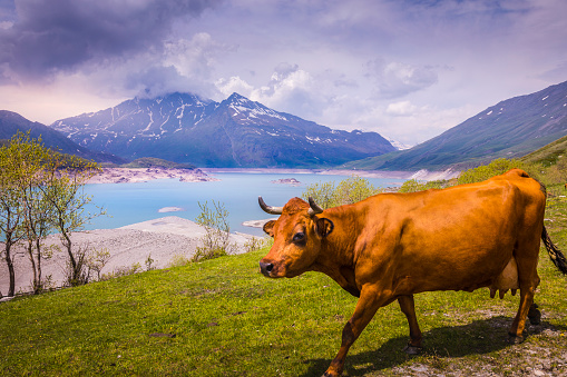 Cows herding in Lake Mont Cenis, Alpine landscape – Gran Paradiso – Italy