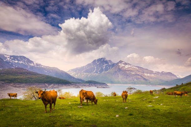 Cows herding in Lake Mont Cenis, Alpine landscape – Gran Paradiso – Italy Cows herding in Lake Mont Cenis, Alpine landscape – Gran Paradiso – Italy mountain famous place livestock herd stock pictures, royalty-free photos & images