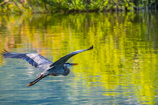 A beautifully large wading bird flying high through the sky