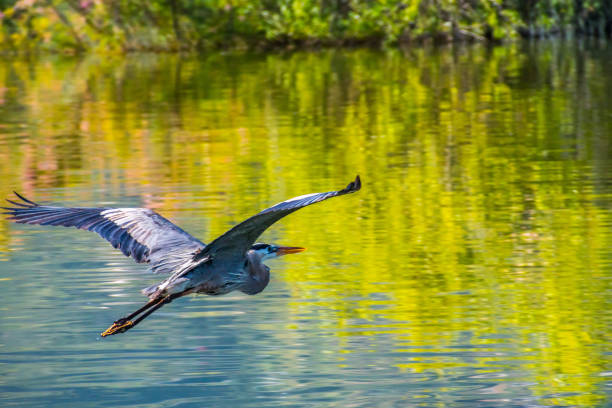 A big Great Blue Heron in Lake Elsinore, California A beautifully large wading bird flying high through the sky heron photos stock pictures, royalty-free photos & images