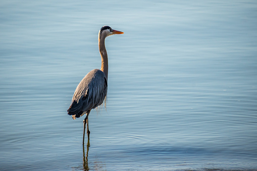 Great Blue Heron along the shoreline of southern Vancouver Island.