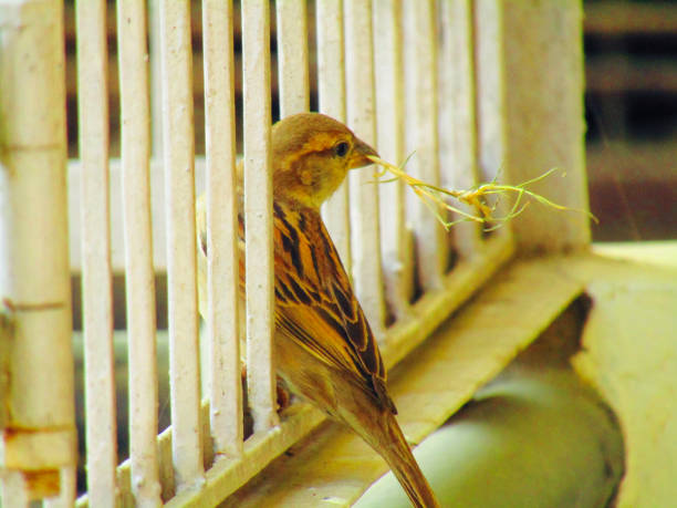 The house sparrow (Passer domesticus) sitting on branch. It is a bird of the sparrow family Passeridae, found in most parts of the world.