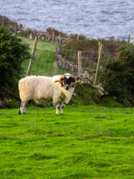 istock Irish Sheep on the Coast 1251242380
