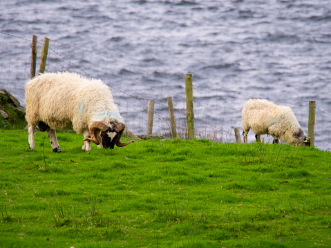 Two Irish sheep with thick coats of wool and strong spiral horns stand grazing on a lush green field near the coast.