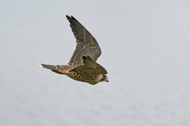 istock Peregrine falcon (Falco peregrinus) Juvenile 1251242428