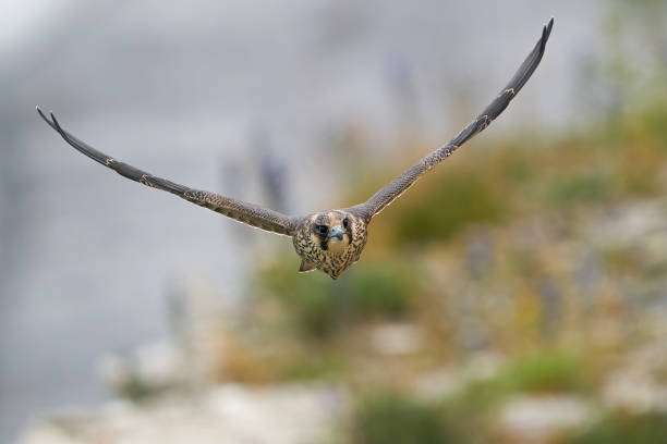 istock Peregrine falcon (Falco peregrinus) Juvenile 1251242438