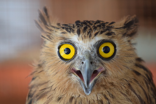 Photo head of an Owl in macro photography, high resolution photo of owl cub. The bureaucratic owl, also called field-buckthorn, field owl, owl-owl, buck-owl, owl-owl, guede, urucura, urucurian and urucuriá